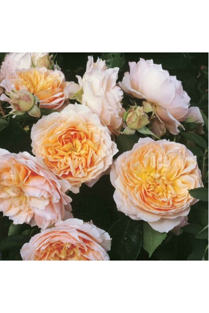 Великі квіти троянди Джинджер Сілабаб персиково-рожеві